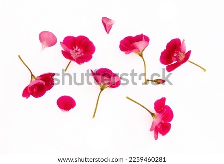 Similar – Image, Stock Photo geranium Flower Geranium