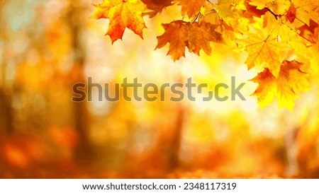 Similar – Image, Stock Photo The red leaves of the maple in autumn