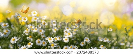 Similar – Image, Stock Photo flower meadow