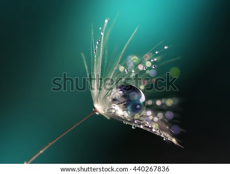 Similar – Image, Stock Photo Close up of dandelion fluff