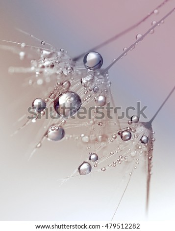 Similar – Image, Stock Photo raindrops on the dandelion seed, rainy days in autumn season