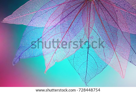 Photo of Macro leaves background texture blue, turquoise, pink color. Transparent skeleton leaves. Bright expressive colorful beautiful artistic image of nature.