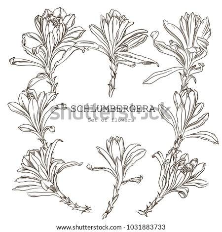 Christmas cactus schlumbergera illustration, drawing, engraving, ink, line art, vector