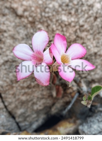 Similar – Image, Stock Photo Pink flowers growing on rocky mountains in sunny haze