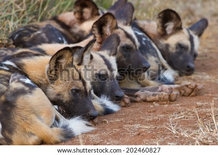 Pack of wild dogs sleeping.