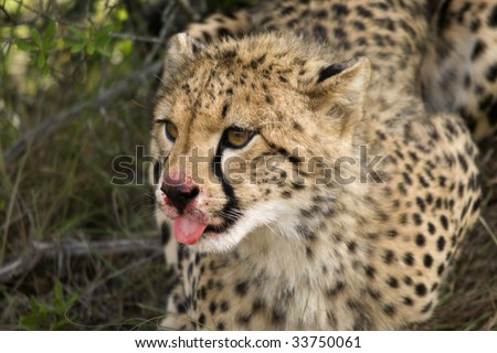 Young cheetah feeding in an Eastern cape reserve.