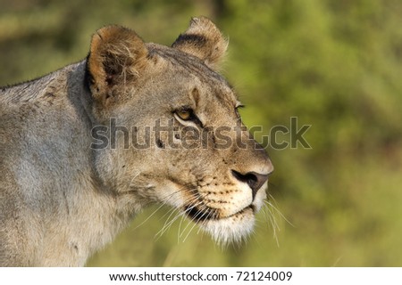 Profile image of a Lioness in Madikwe game reserve, South Africa