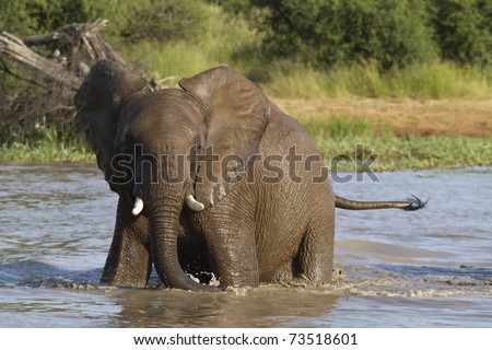 Young male elephant swimming in the African heat.