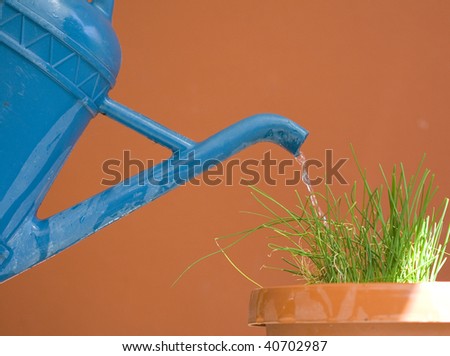 Watering can giving water to chives. Red wall on a background.