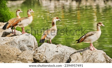 Similar – Image, Stock Photo Four Egyptian geese in flight against blue sky with tree at right edge.