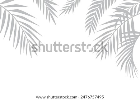 White background with shadow of palm leaves, gray silhouettes of leaves, tropical concept.