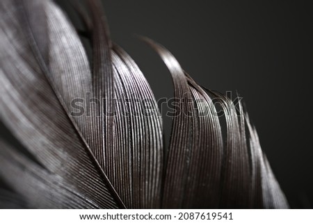 Selective clarity feather image. Macro blurry feather photo. Abstract feather background.