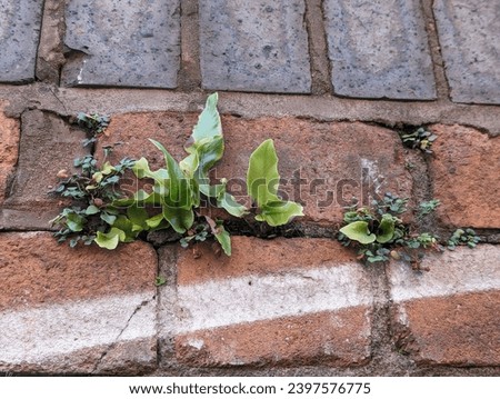 Similar – Image, Stock Photo Fern on the wall of a Scottish abbey.