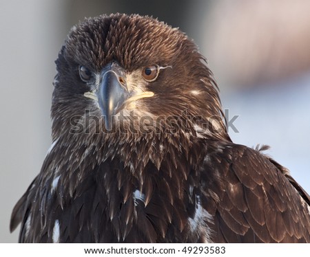 Juvenile eagle, frontal shot