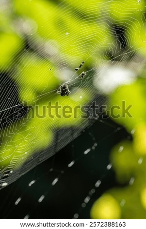 Similar – Foto Bild Spinne inmitten eines Spinnennetzes im Wald an einem bedeckten Tag