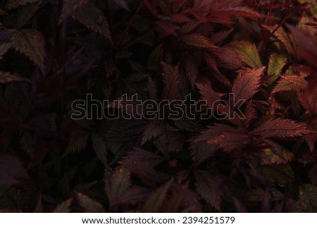 dark burgundy red texture of Astilbe japonica leaves in water drops after rain Imagine de stoc © 