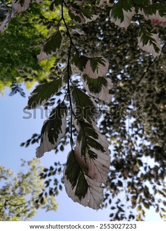 Similar – Image, Stock Photo and above me the sky…