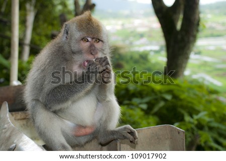 Bali monkeys: funny balinese macaque with its tongue off. Bali, Indonesia