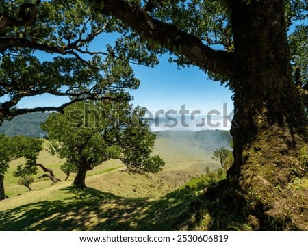 Similar – Image, Stock Photo Old laurel tree