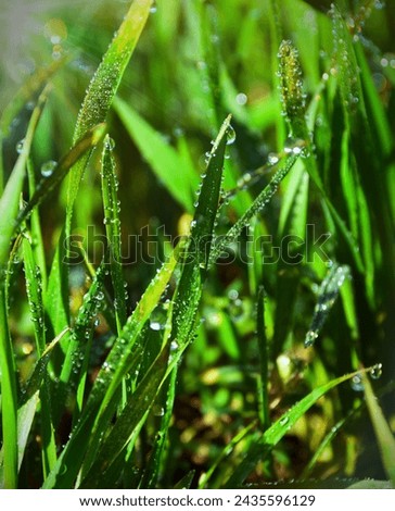 Similar – Image, Stock Photo A drop shines like a precious jewel on a filigree vine in the half-light of a December day