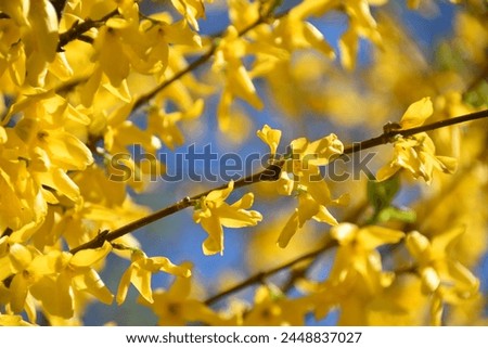 Similar – Image, Stock Photo Beautiful yellow Forsythia blooming at blue sky background. Springtime day. Spring nature. Outdoor