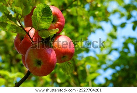 Similar – Image, Stock Photo Apple plantation with a net for protection