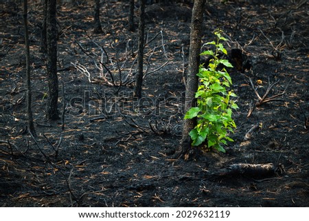 Foto Bild Nach dem Waldbrand