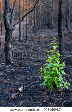 Similar – Foto Bild Nach dem Waldbrand