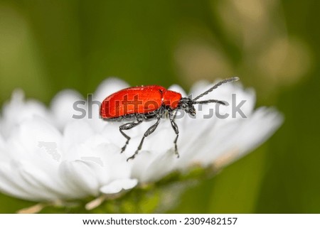 Similar – Foto Bild Piepmatz Umwelt Natur Tier