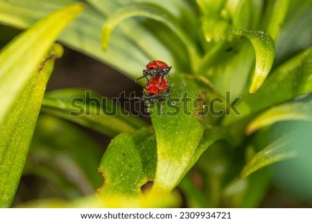 Foto Bild Piepmatz Umwelt Natur Tier