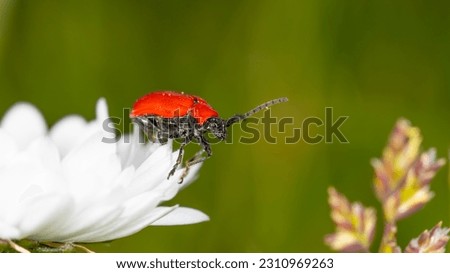 Similar – Foto Bild Piepmatz Umwelt Natur Tier