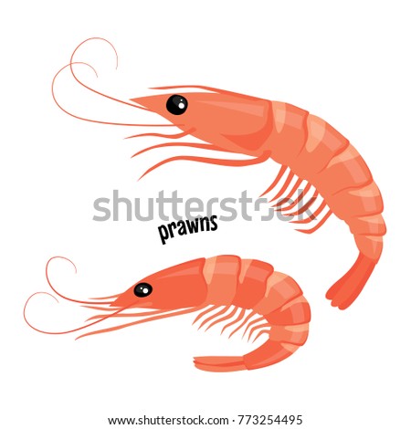 Fresh prawns. Vector illustration isolated on white