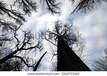 Similar – Foto Bild Nadelwald mit niedrigem Winkel