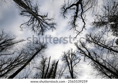 Similar – Foto Bild Nadelwald mit niedrigem Winkel