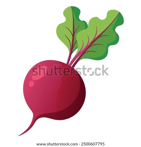 vector Beet, beetroot vegetable or radish with leaves.