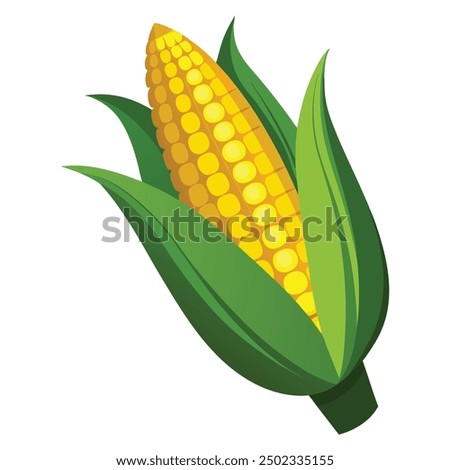 an illustration of corn on a white .Golden maize corn cob isolated. Corn in the peel