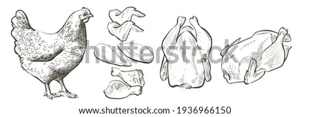 Set of chicken meat raw portionS of chicken meat raw portions fillet, thigh, breasts, wings and legs, drumsticks. Butcher shop, farmer market. Farm animal. Vintage vector line realistic sketch illustr