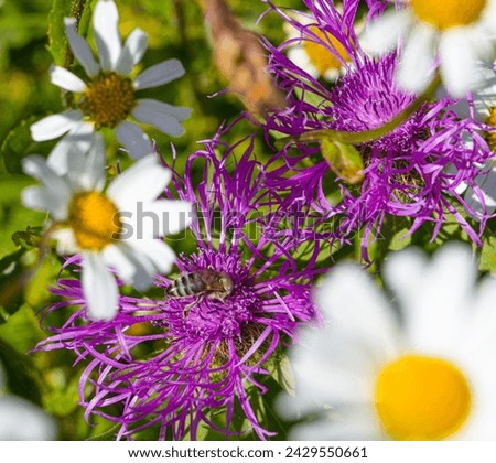Similar – Image, Stock Photo Beautiful flying pink marguerite flower and petals at white background. Floral levitation