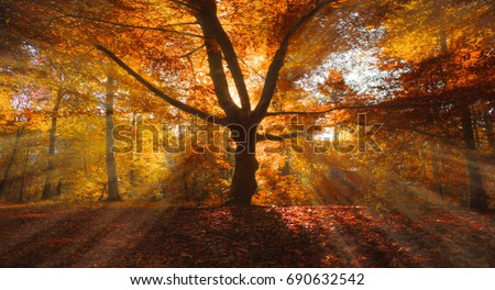 Figure Tree