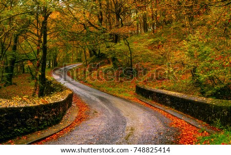 Autumn Roads