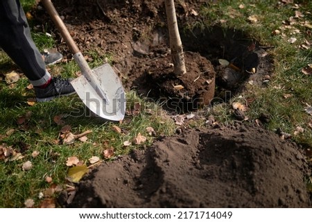 Similar – Foto Bild Mann pflanzt Baum mit Sparten im Garten