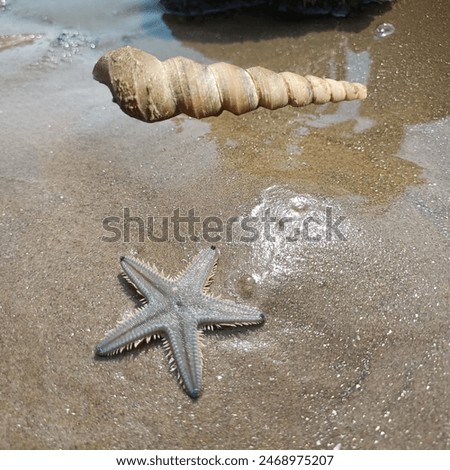 Similar – Image, Stock Photo Sea snail against black background