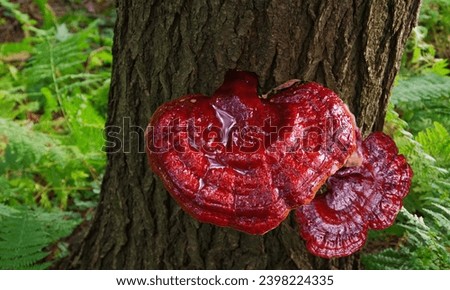 Similar – Image, Stock Photo Mushrooms on a tree trunk