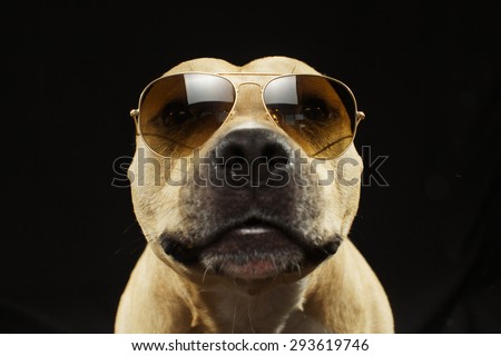 Kind american staff terrier dog  isolated on black background
