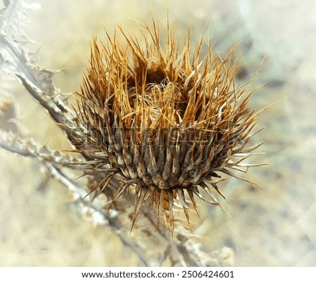 Similar – Image, Stock Photo Single dried wild flower on grey background