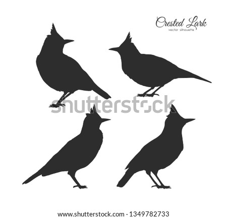 Vector illustration: Set of four  Silhouette of Crested Lark. Little birds on white background