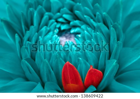 Blue Fantasy Dahlia and Red Petals Close-Up