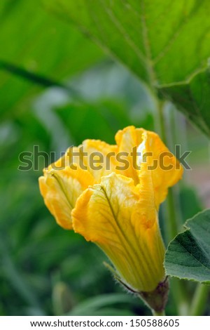 Yellow Squash Flower in Vegetable Garden
