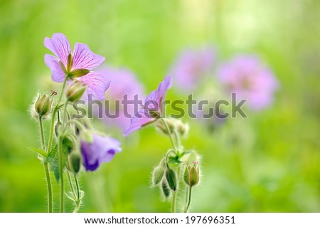 Purple Geranium Pretense (Meadow Cranesbill) Flowers in the Meadow