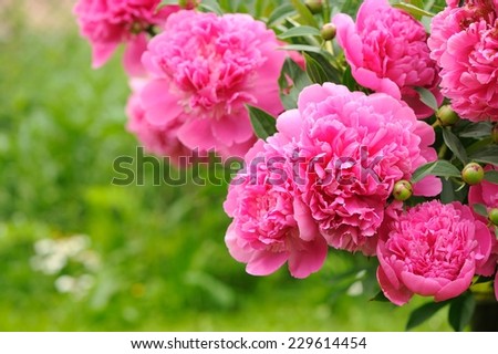 A beautiful blooming peony bush with pink flowers in the garden Ã?Â¢?? horizontal orientation